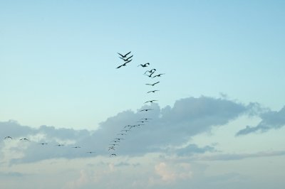 Pelicans in Formation