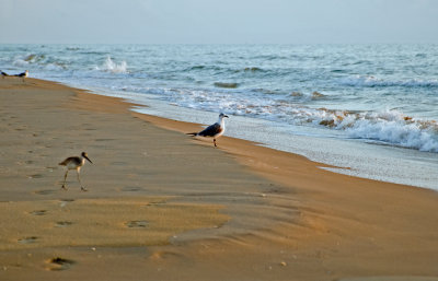 The Gulls on the Beach