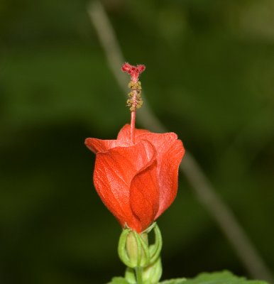 Turk's Cap Close Up