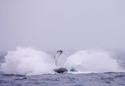 Whalesplash.jpg