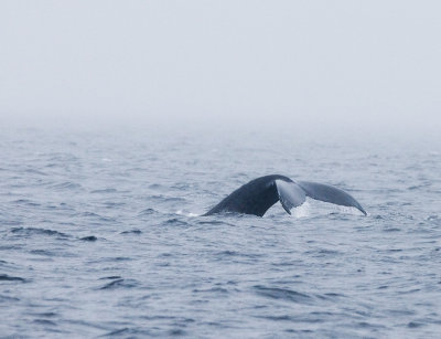 Whalestail.jpg