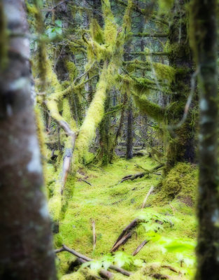 Rainforest1Orton.jpg