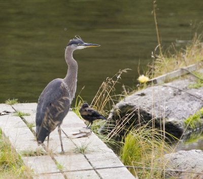BlueHeron 1 copy.jpg