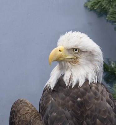 eagle.jpg