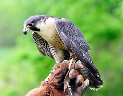 Raptor Trust