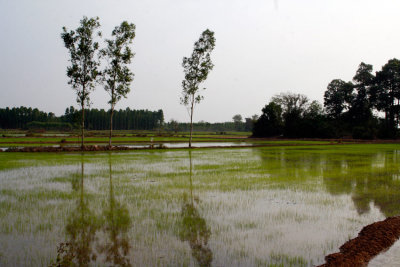 Day-3-Rice-Fields.jpg
