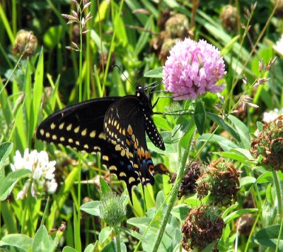 Black Swallowtail Butterfly