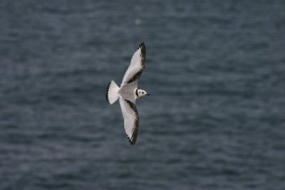 Black-legged Kittiwake.JPG