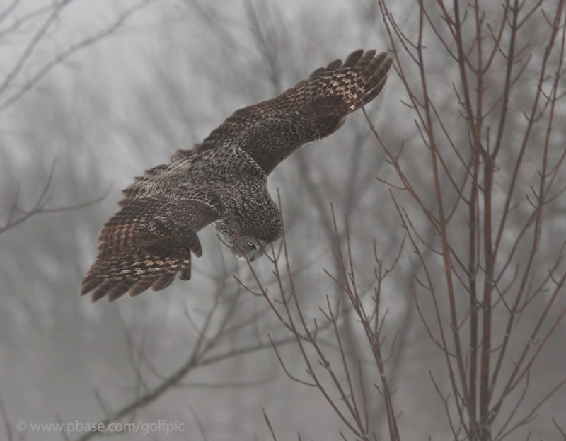 Great Gray Owl hunting in late day mist