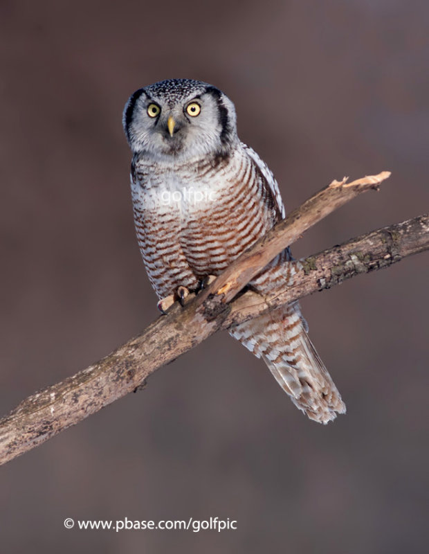 Northern Hawk Owl