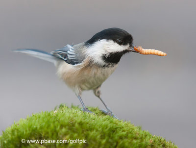 Black-capped Chickadee