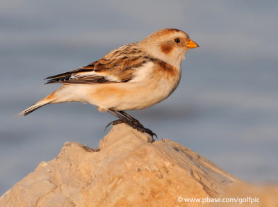 Snow Bunting