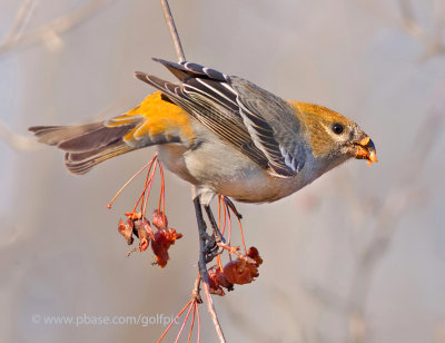 Pine Grosbeak