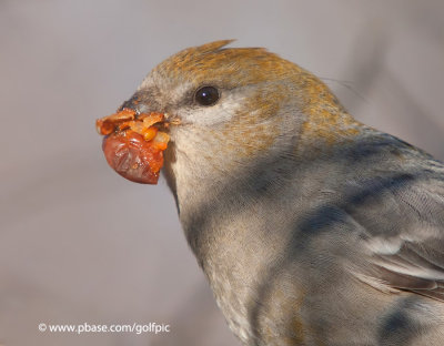 Pine Grosbeak