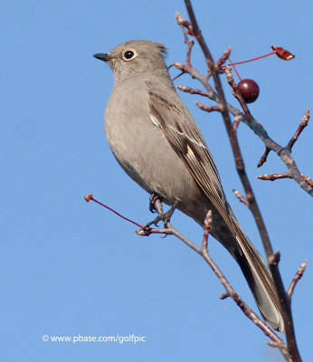 Townsend's Solitaire