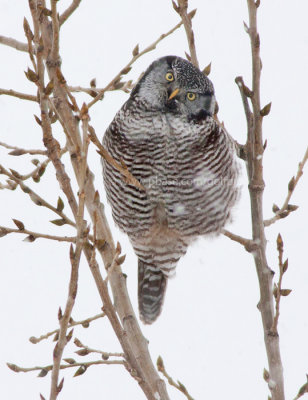Northern Hawk Owl in falling snow