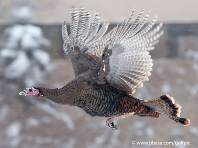Wild Turkey flight (gobble, gobble) or how I escaped Thanksgiving
