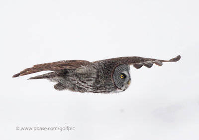 Great Gray Owl