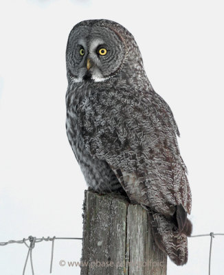 Great Gray Owl