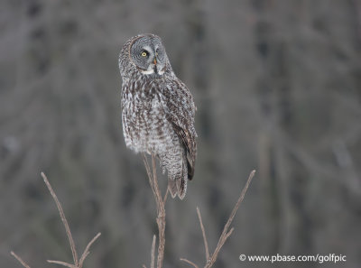 Great Gray Owl (one of three at same location)