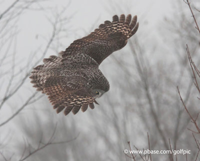 Great Gray Owl hunting