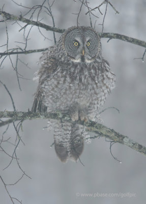 Great Gray Owl in the mist