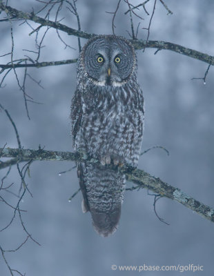 Great Gray Owl