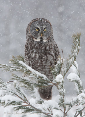 Great Gray Owl