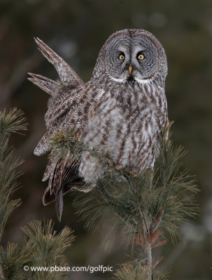 Great Gray Owl (one of 4 at same location)