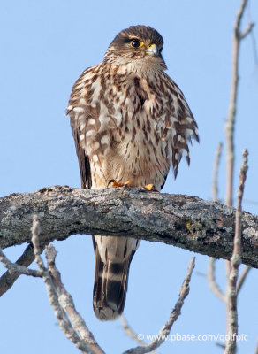 Merlin