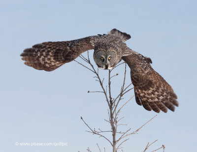 Great Gray Owl (one of four owls at the Rockcliffe Parkway at Green's Creek)