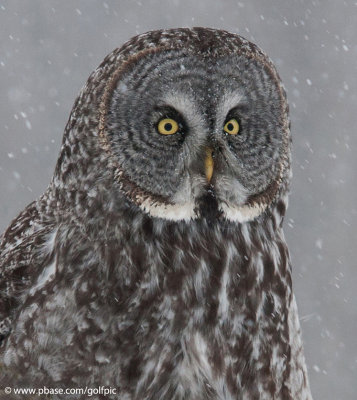 Great Gray Owl in heavy snowfall