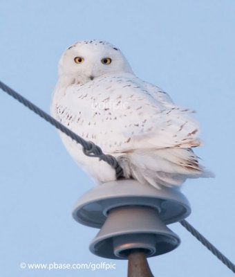 Snowy Owl (male)