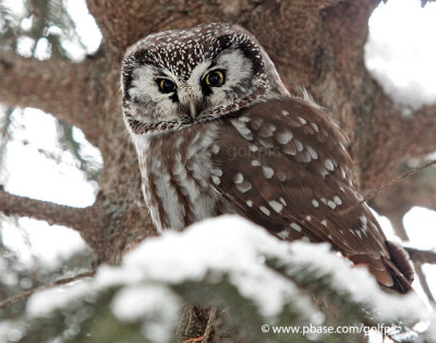 Boreal Owl