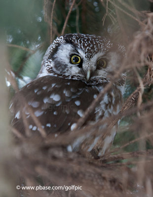 Boreal Owl