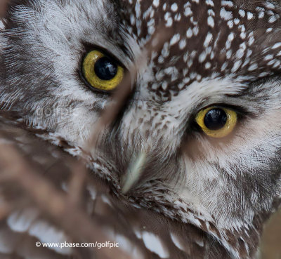 Boreal Owl stare (or dog day morning)