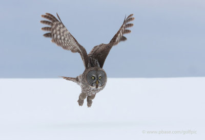 Great Gray Owl