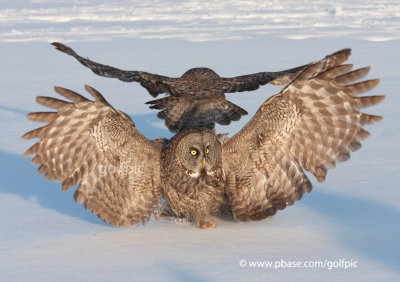 When Great Gray Owls Collide