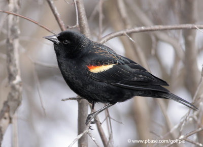 Red-winged Blackbird