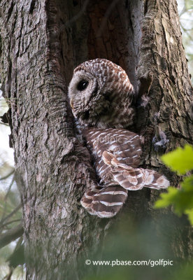 Barred Owl sitting on nest