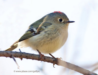 Ruby-Crowned Kinglet