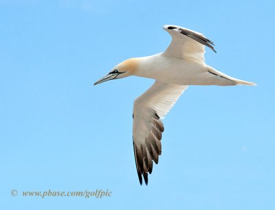 Northern Gannet in flight