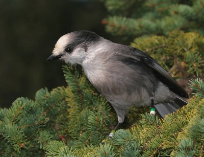 Gray Jay in Algonquin Park