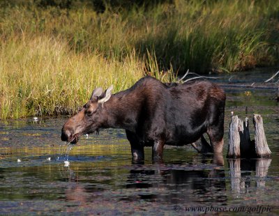 Moose in Algonquin Park