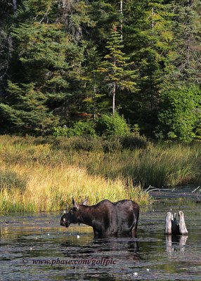 Moose in Algonquin Park