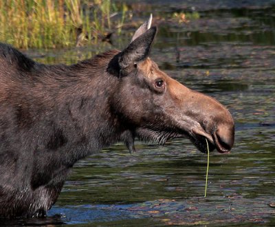 Moose close-up
