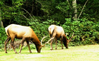 Roosevelt Elks near Redwoods. Northern Calif