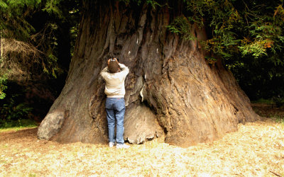 Jon vs the Redwoods