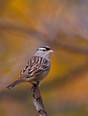 bruant  couronne blanche / White-crowned Sparrow / Zonotrichia leucophrys