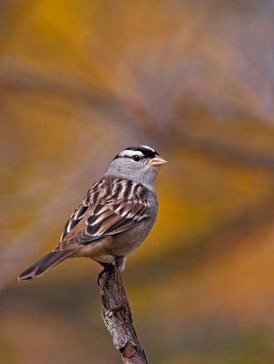 Oiseaux / Birds